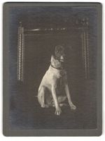 Fotografie Jack Russell Terrier, aufmerk