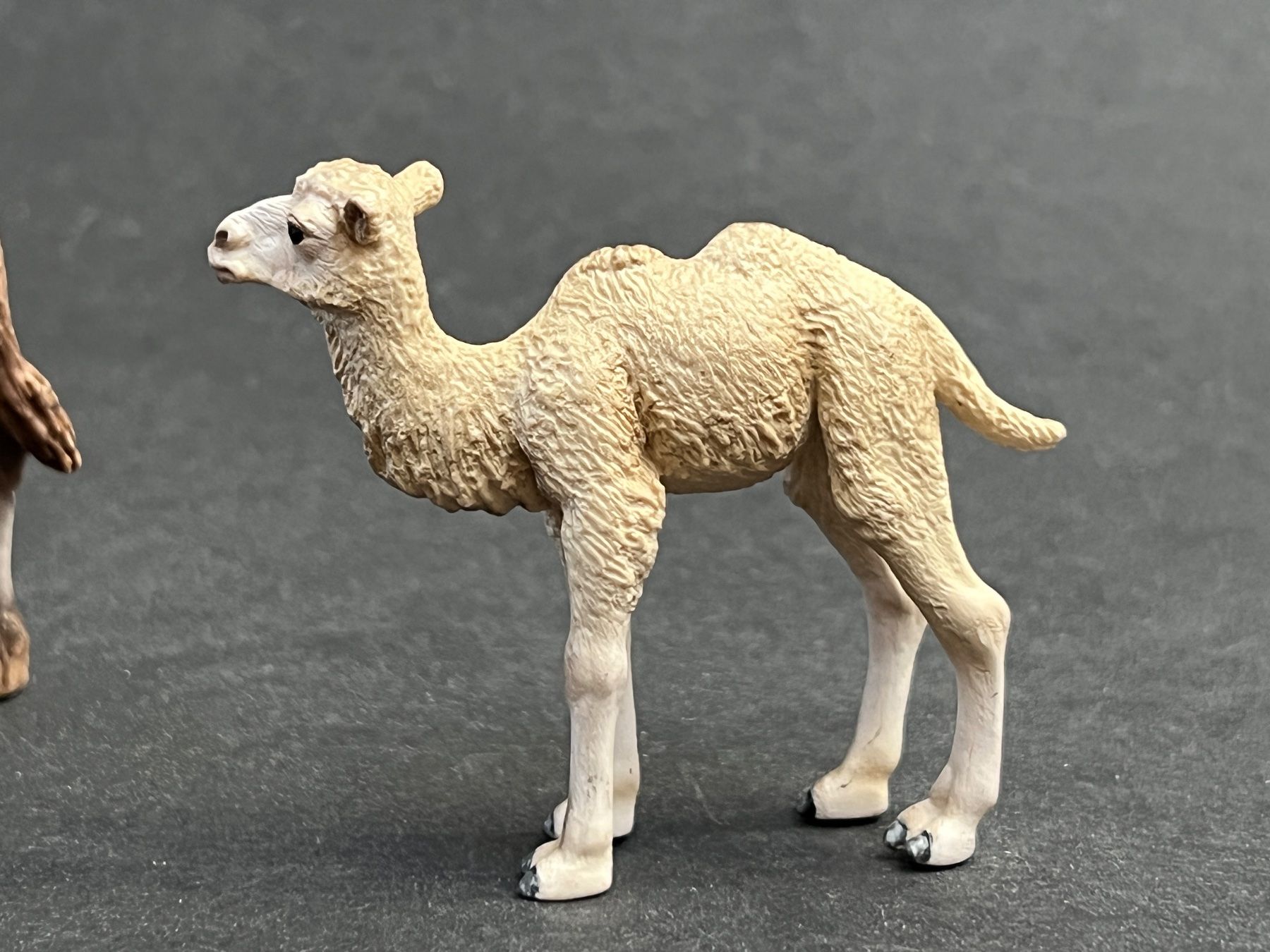 Schleich Statuette: Schleich Trampeltier Kamel Fohlen – Usato da Ennetbaden venduto da mapa05 9