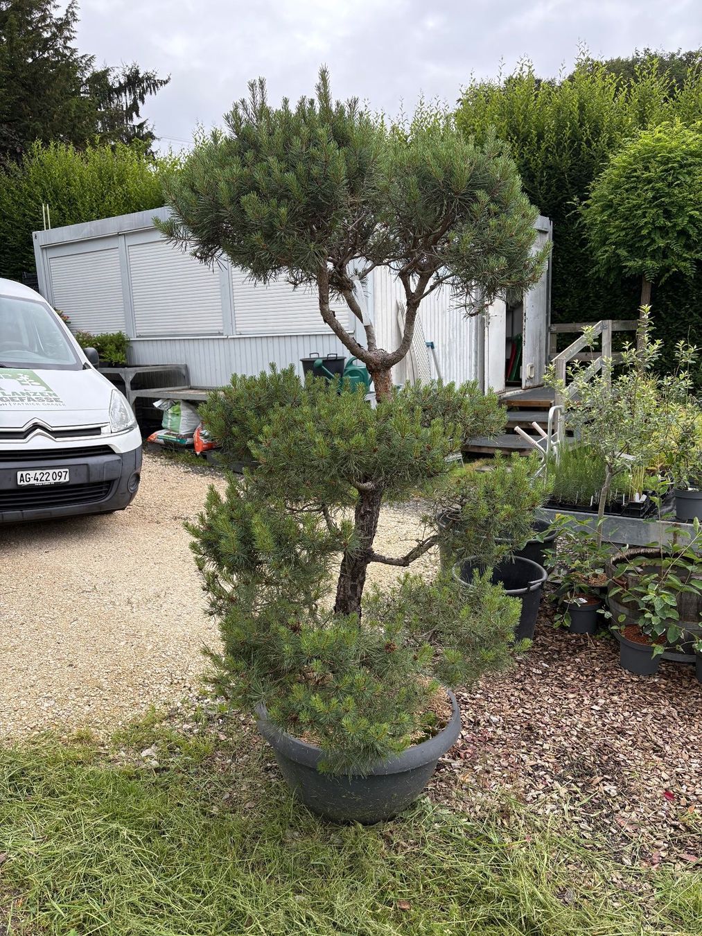 Piante & sementi: Föhre-Gartenbonsai – Nuovo (secondo la descrizione) da Brittnau venduto da PflanzenundGefaesse