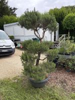 Föhre-Gartenbonsai