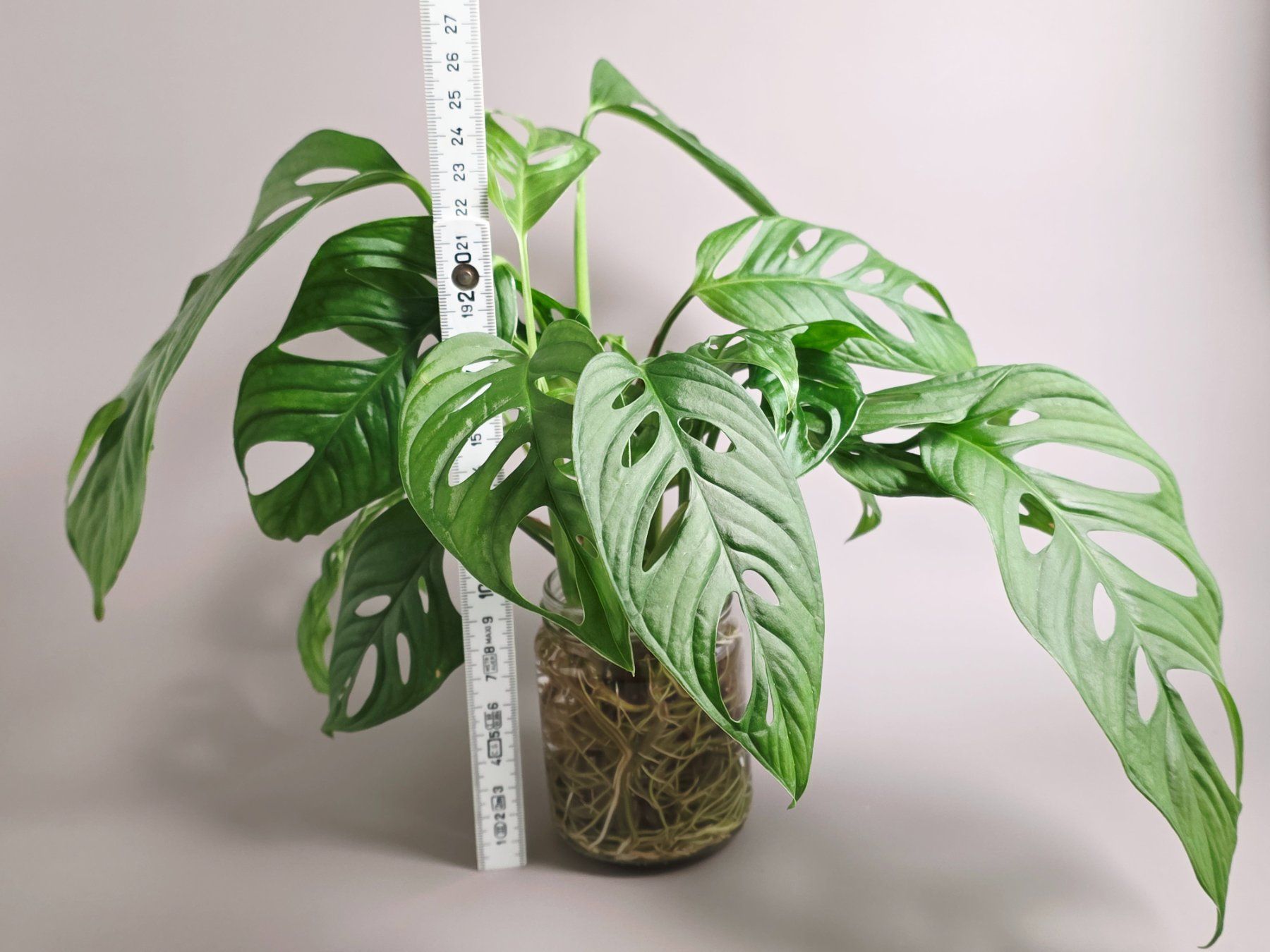 Pflanzen & Samen: Monstera adansonii / Monkey Leaf Steckling – Neu (gemäss Beschreibung) aus Gerolfingen von Azora 3