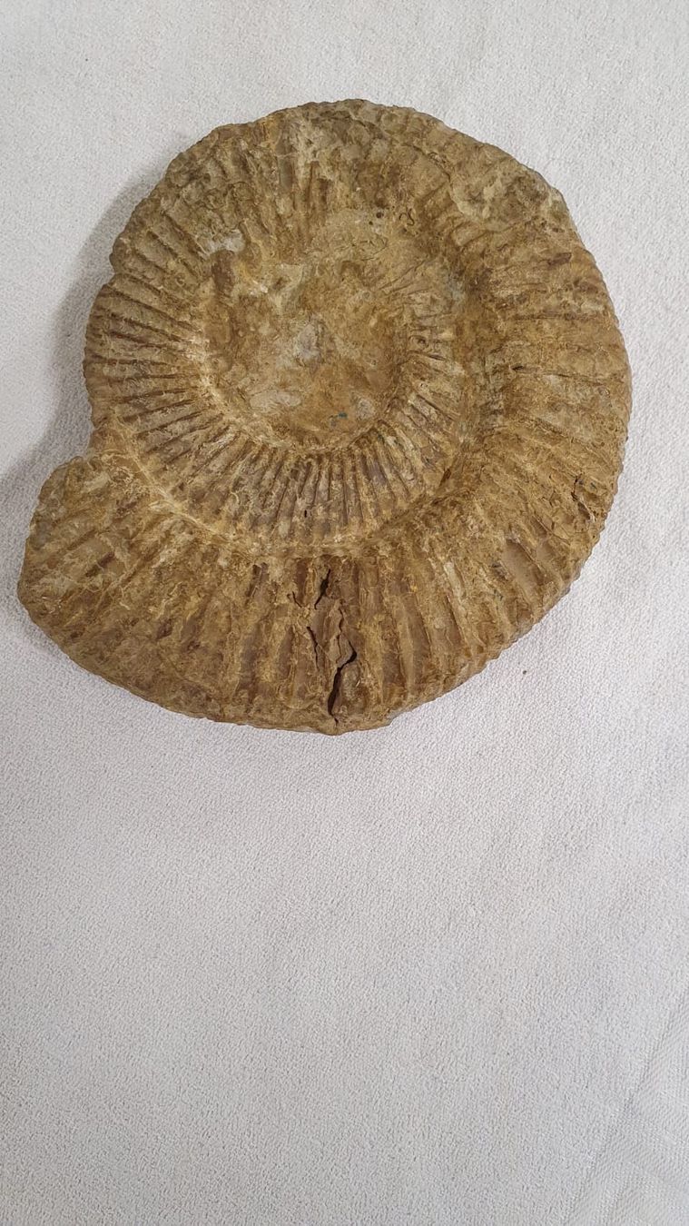 Fossilien: AMONIT – Gebraucht aus Dietikon von brocki-eyra