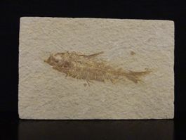 Versteinerter Fisch Fossil KNIGHTIA EOCAENA GREEN RIVER USA