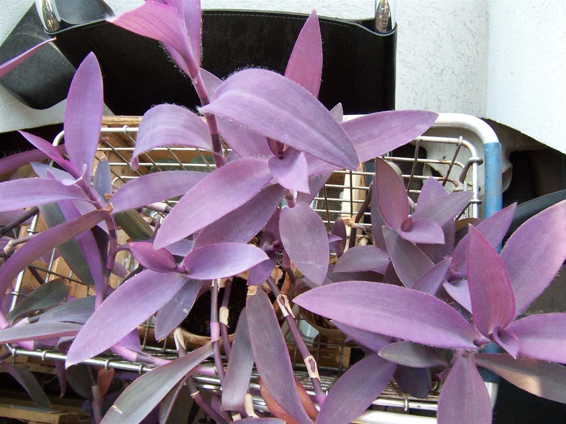 Piante & sementi: Mexikanische Dreimasterblume violett – Nuovo e nell'imballaggio originale da Kerzers venduto da zimmergruen 2