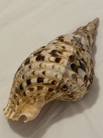 Muschel „TRITONSHORN - Schnecke“