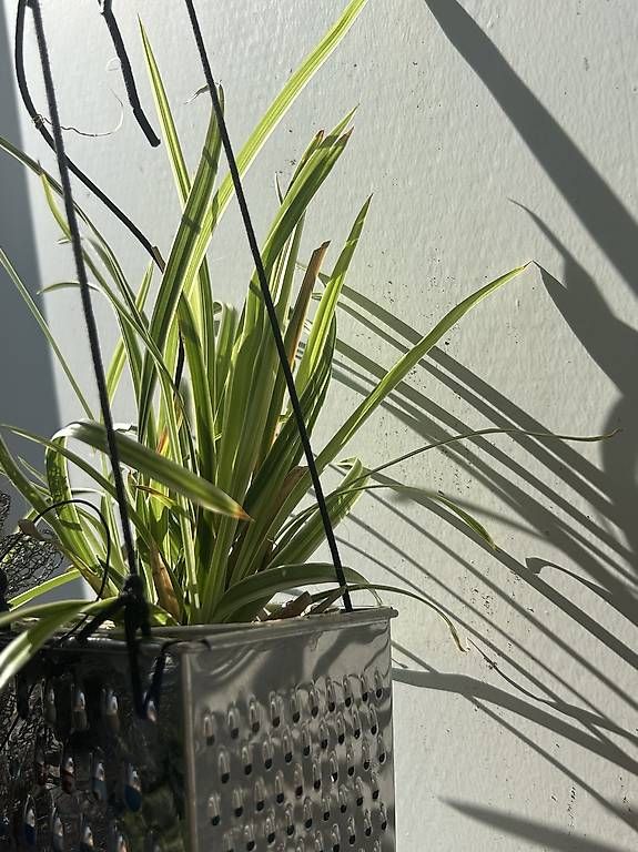 Pots de fleurs: Bepflanzte Raffel  – Neuf avec emballage d'origine à Frauenfeld par Irene.Schuppli 4