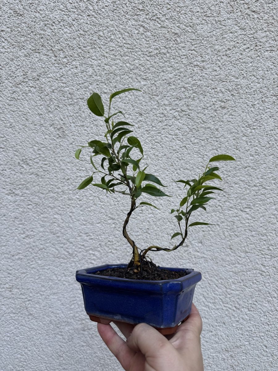 Piante & sementi: Mehrstämmiger Ficus Bonsai  – Usato da Rümlang venduto da Gruseh.ch 3