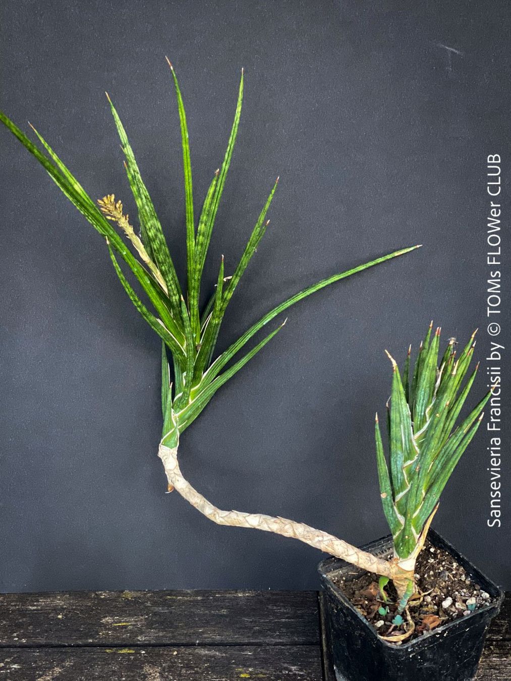 Plantes & graines: Sansevieria Francisii - einzigartig schön - oder? – Neuf avec emballage d'origine à Adliswil par astom369 4