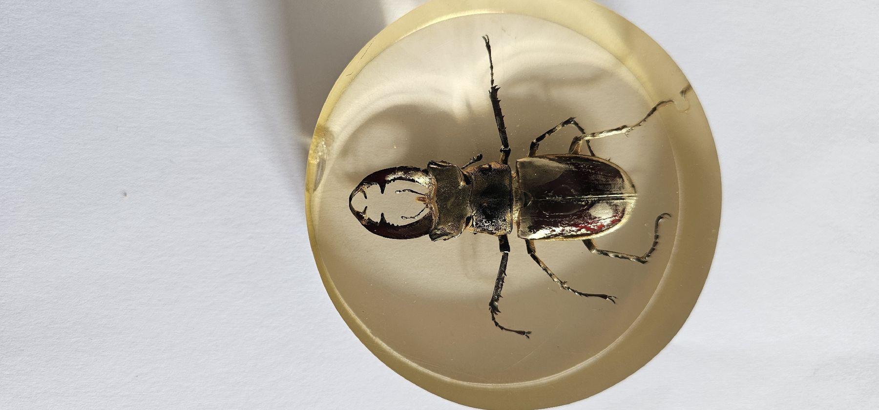 Il mondo degli animali: Insecte dans la résine – Usato da Yverdon-les-Bains venduto da van_dq65 5