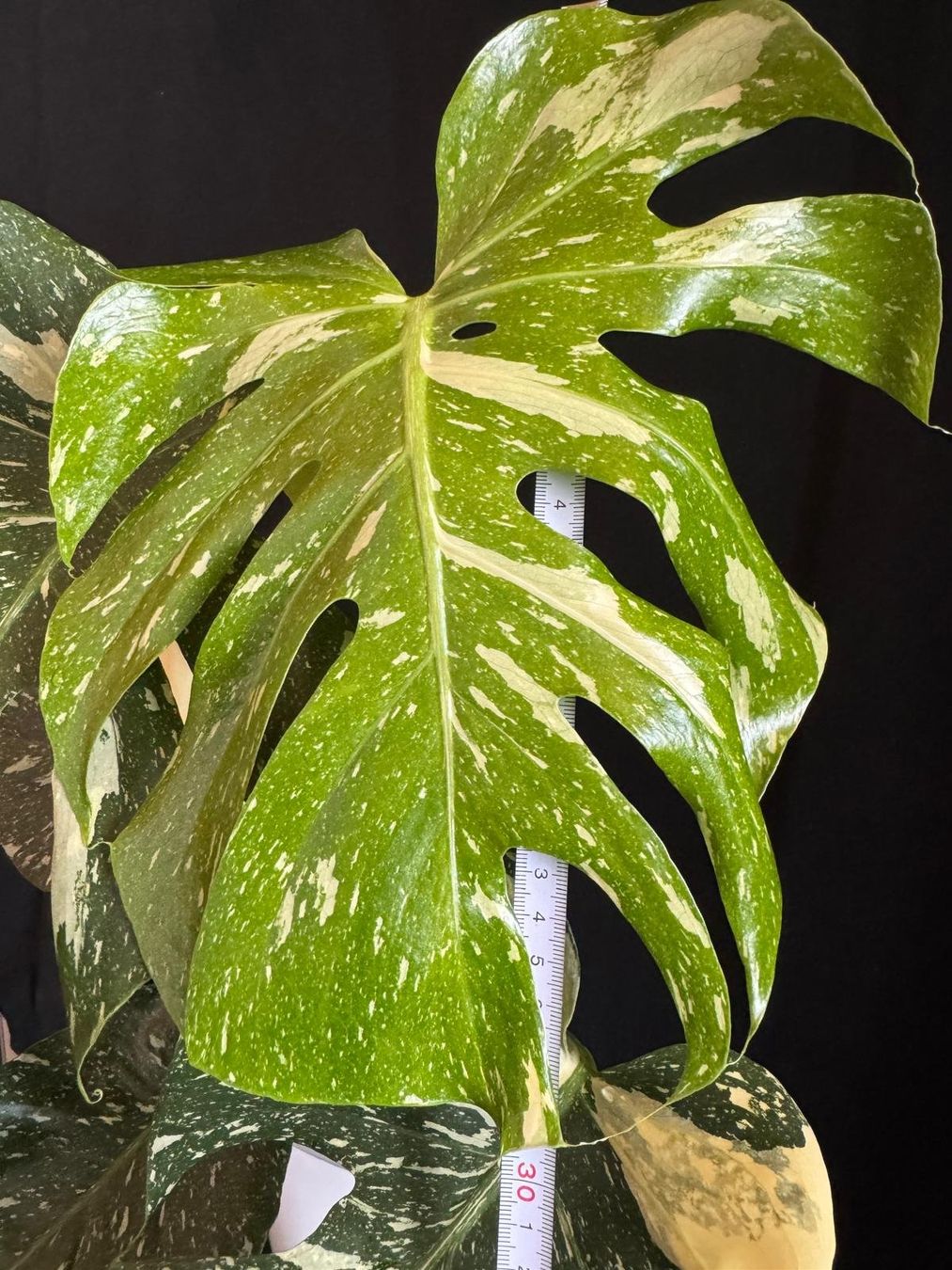 Pflanzen & Samen: Monstera deliciosa 'Thai Constellation' in Semihydro – Neu (gemäss Beschreibung) aus Bühler von googelibear 2