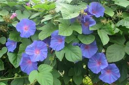 Ipomée Pourpre! FLORAISON ABONDANTE! 100g