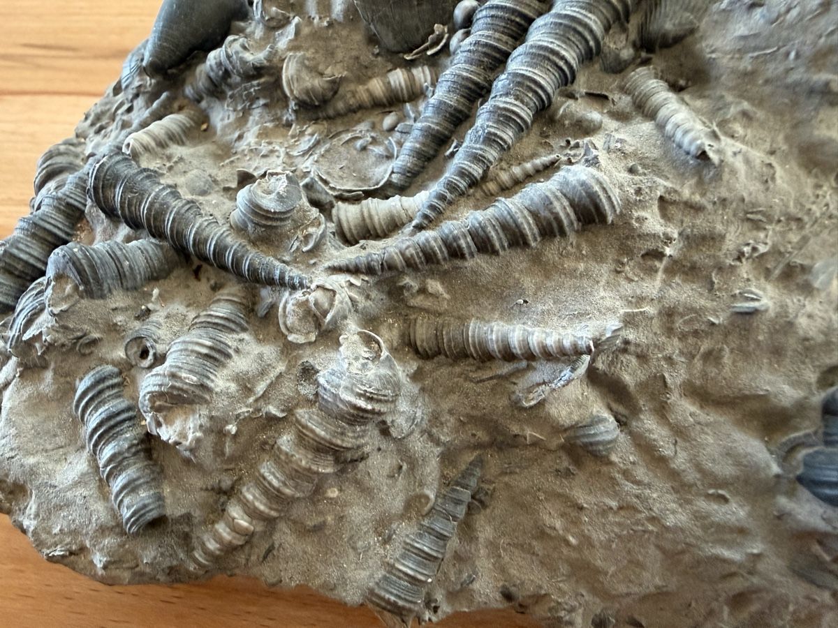 Fossili: Versteinerte Muschelplatte – Usato da Grenchen venduto da Bastet007 3