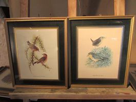 4 gravures oiseaux Tom Pedder cadres dorés ensemble