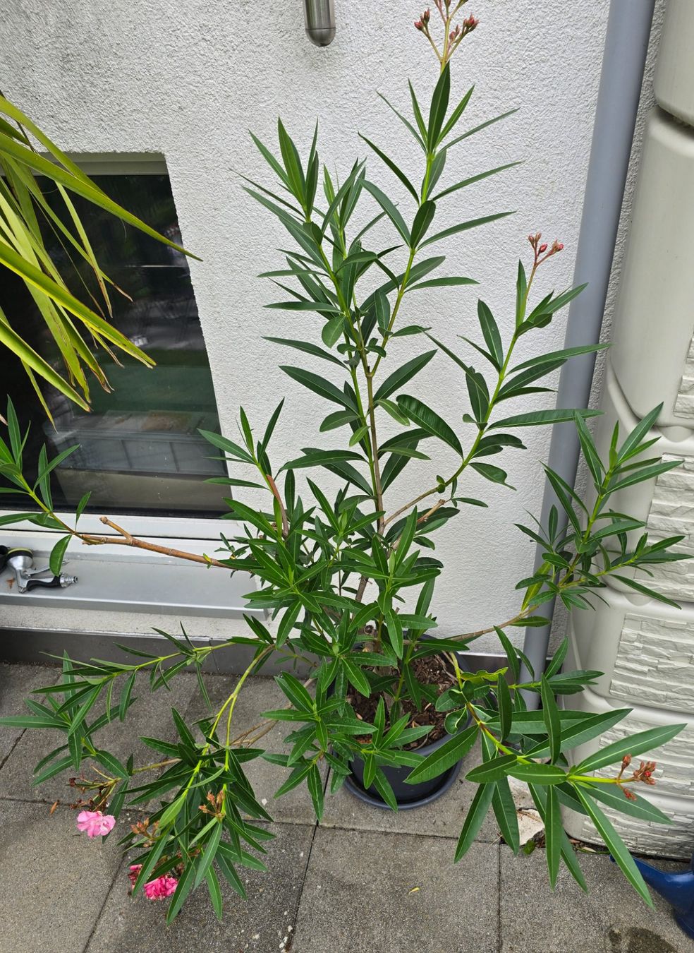 Piante & sementi: Schöne Oleander Pflanze Hochstamm – Usato da Aarburg venduto da popkorn65 5