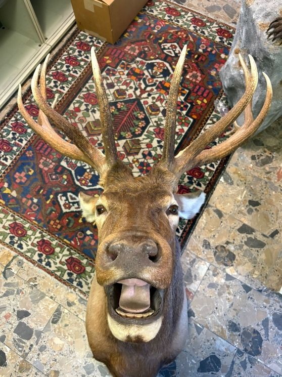 Il mondo degli animali: Wapitihirsch Trophäe, präpariert guter Zustand – Usato da Wettingen venduto da Bwalti 2