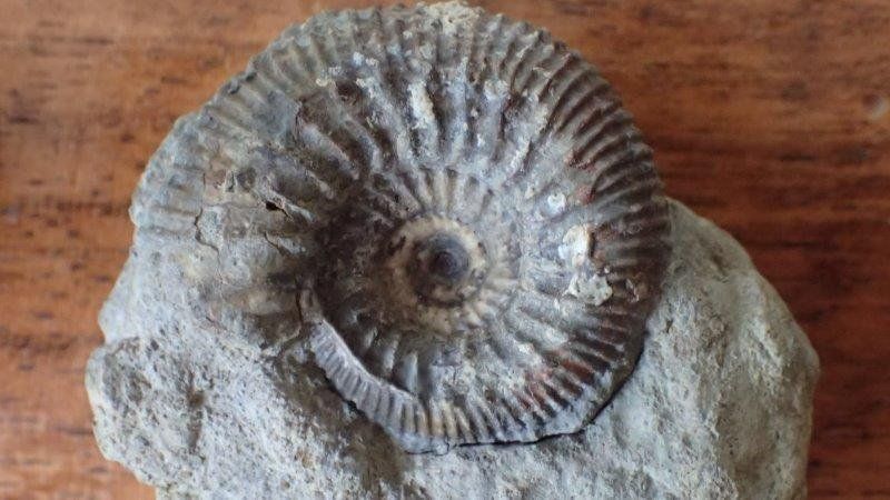 Fossilien: Ammonit Stephanoceras Basel-Landschaft – Gebraucht aus Rickenbach BL von Oktober68 3