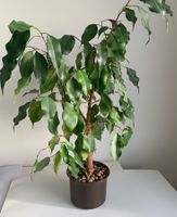 kräftige Birkenfeige in Luwasa Topf, Zimmerpflanze, 58 cm