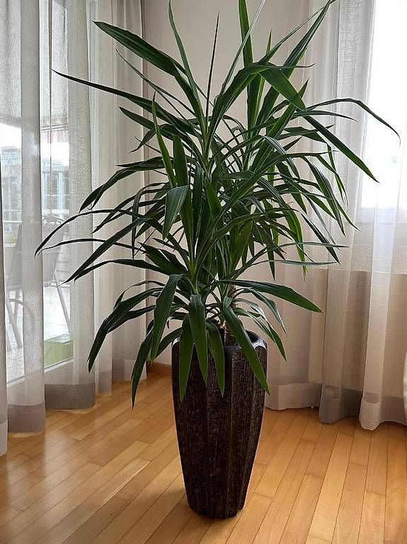 Piante & sementi: Pflanze mit Gaspo – Usato da Zürich venduto da big_696v