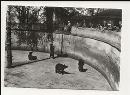AK ca.1950 Bern Bärengraben
