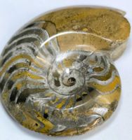 Faszinierendes Ammonit Fossil - Einzigartiges Sammlerstück!