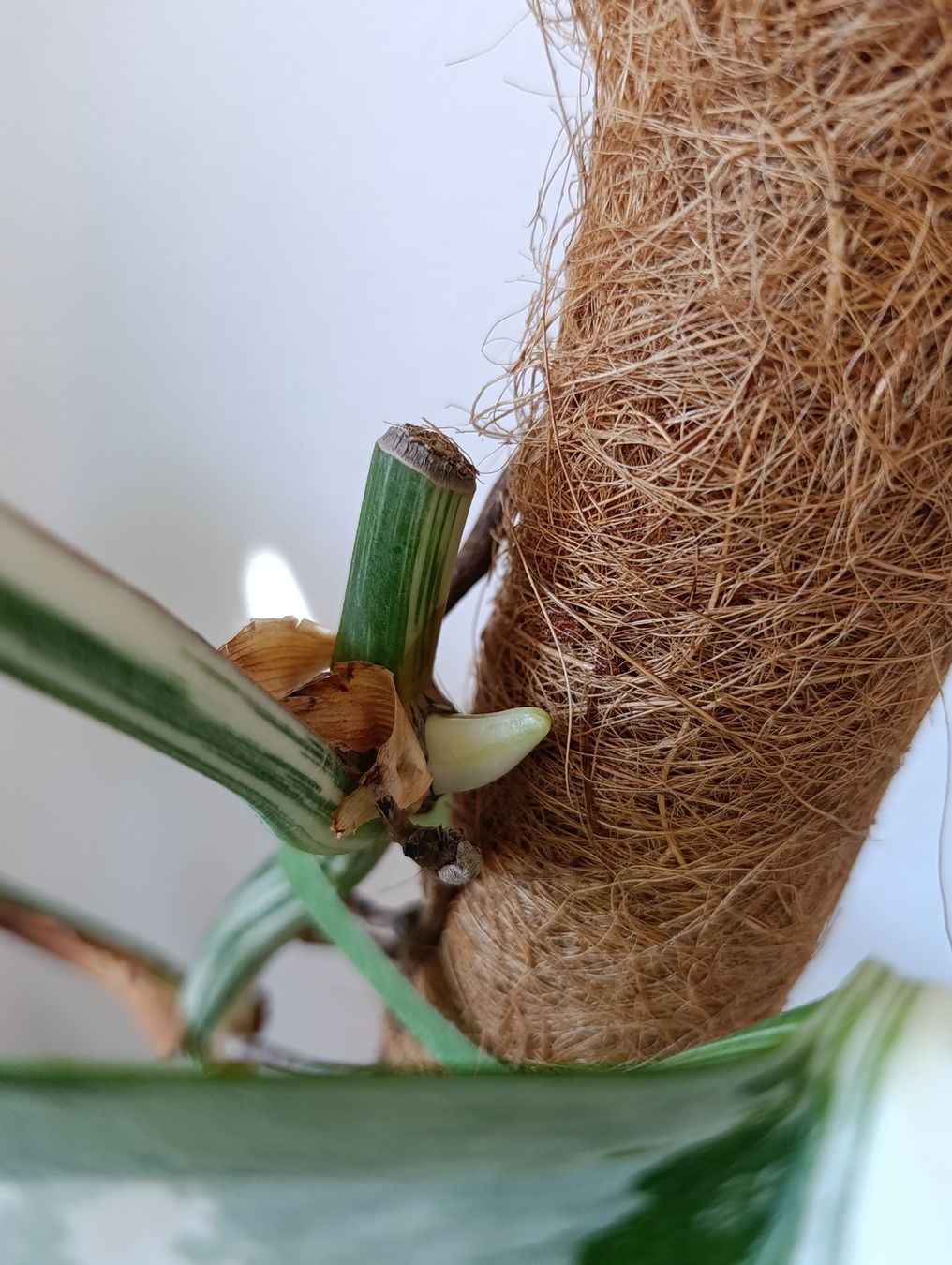 Piante & sementi: Grosse Monstera Deliciosa Variegata – Usato da Baar venduto da L.isa28 6