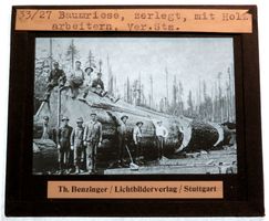 Glasdia USA: Holz Baumriese, von Arbeitern zerlegt , um 1900