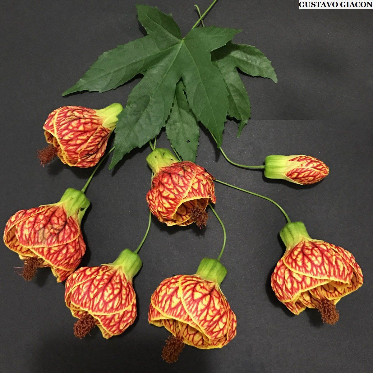 Piante & sementi: Gefleckte Schönmalve - Abutilon striatum - 10 Samen – Nuovo e nell'imballaggio originale da Sumiswald venduto da Cham14558 1