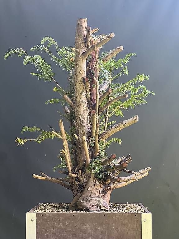 Piante & sementi: Bonsai Yamadori Rohling Eibe – Usato da Steckborn venduto da ben_gz56