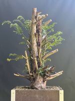 Bonsai Yamadori Rohling Eibe