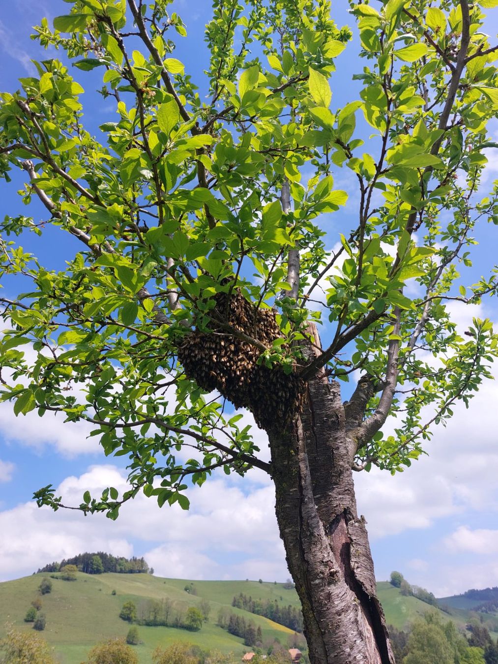 Aliments & Spécialités: Honig – D'occasion à Thun par rah_2625 2