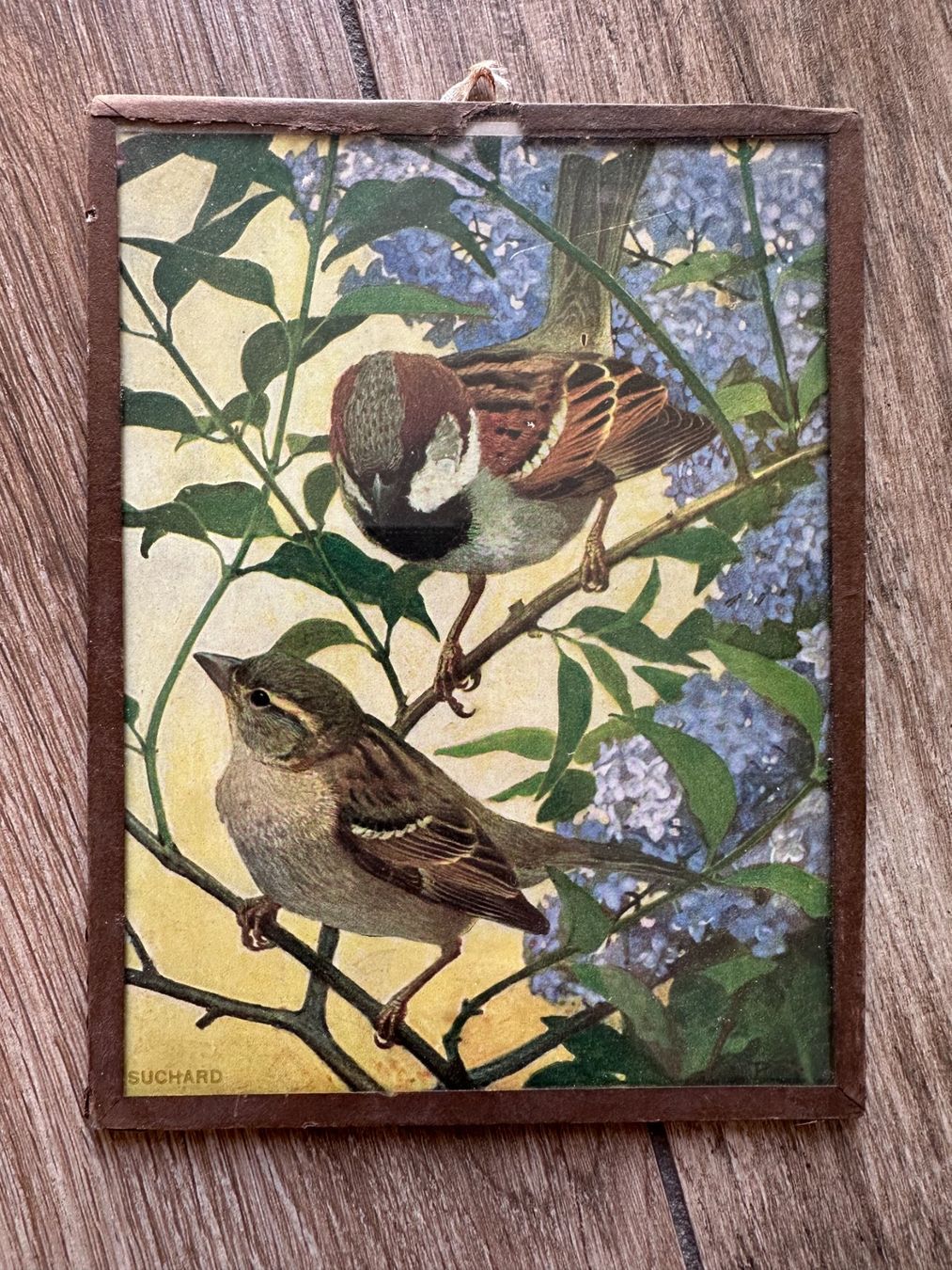 Dipinti: Lot de 4 tableaux avec oiseaux – Usato da Châtillon FR venduto da Karine1453
