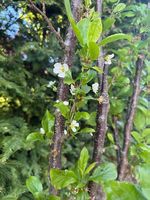 Säulenpflaume Liane; Säulenobst-Baum