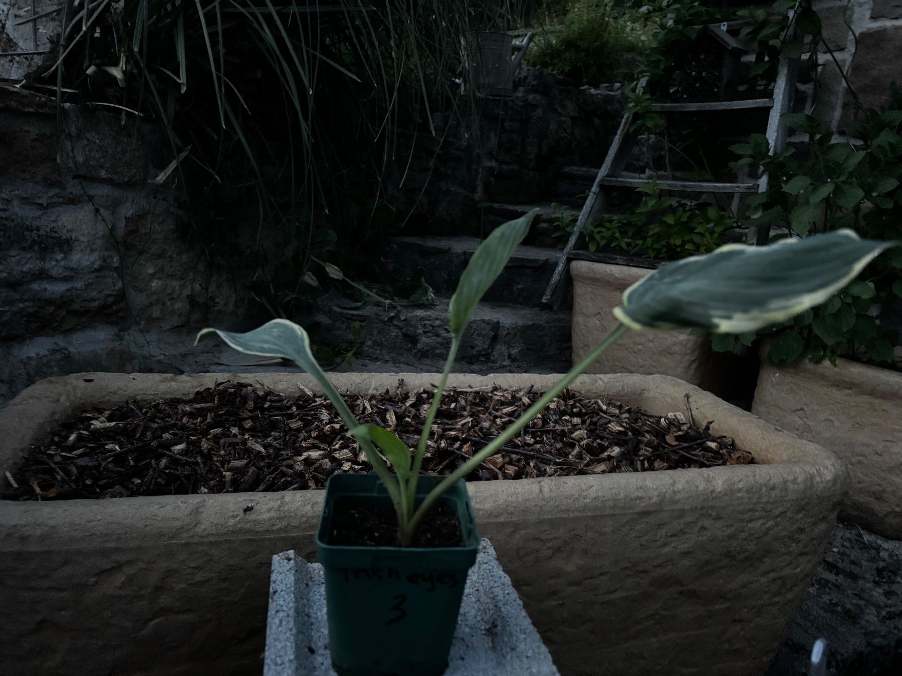 Pflanzen & Samen: Hosta irish eyes – Gebraucht aus Lajoux JU von Briard0