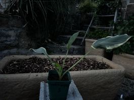 Hosta irish eyes