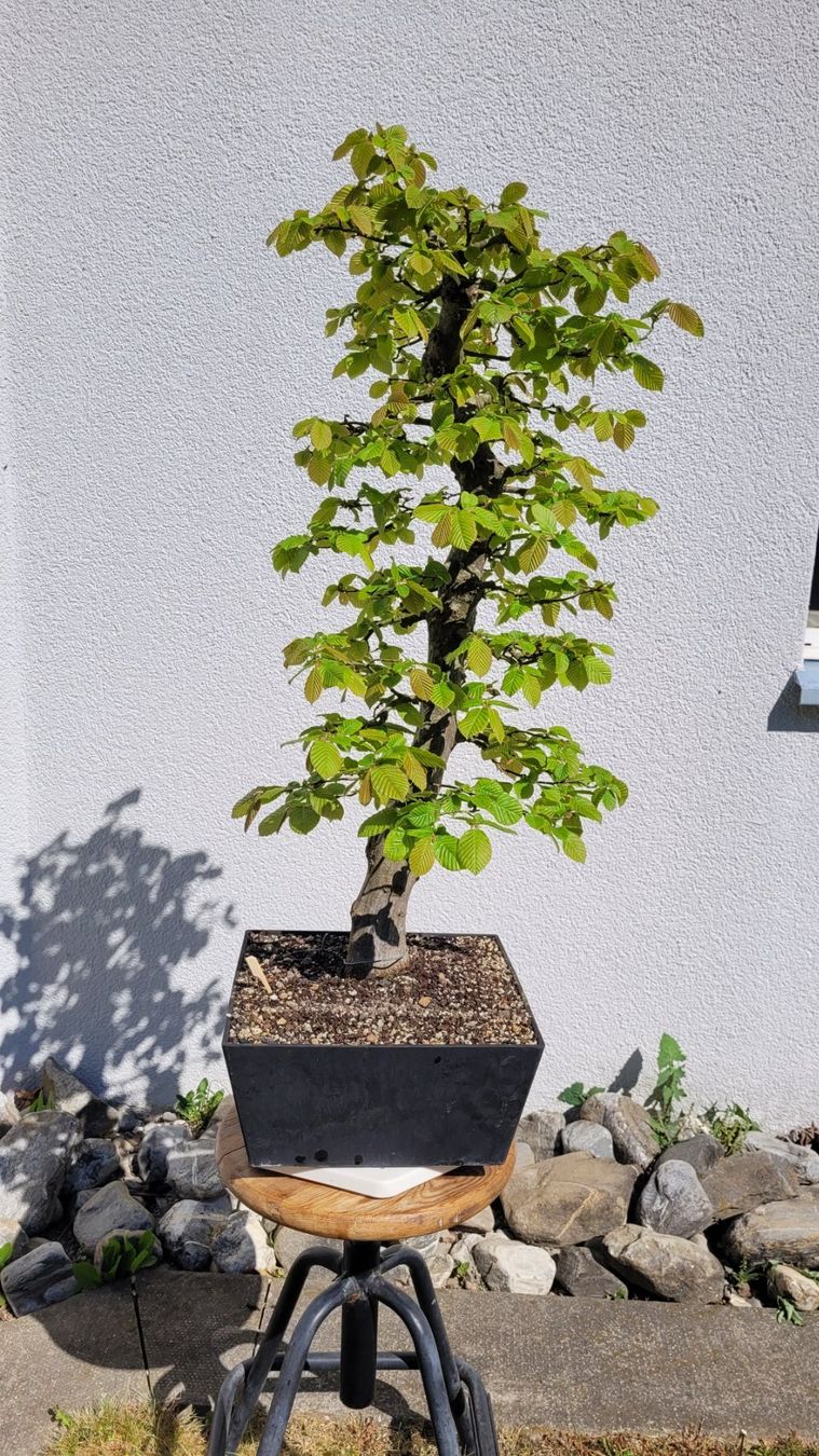 Piante & sementi: Hainbuche (Pre) Bonsai – Nuovo (secondo la descrizione) da Fehraltorf venduto da 100_Konzert 3