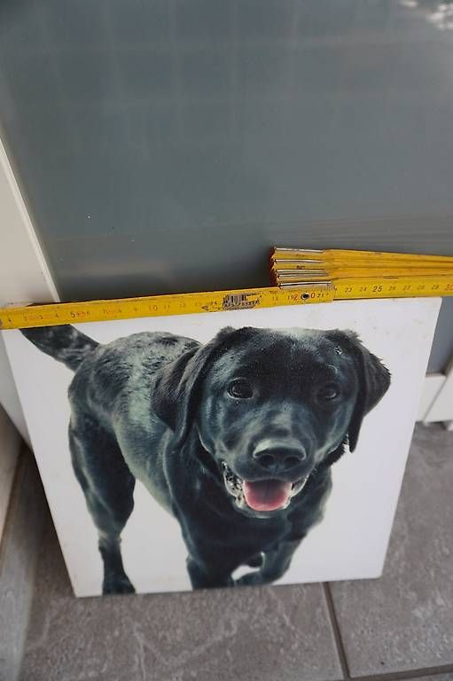 Dipinti: Hundegemälde – Usato da Kräiligen venduto da bero65 1