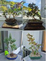 4x Bonsai: Fukientee, Ficus, Apfelbaum, Wacholder