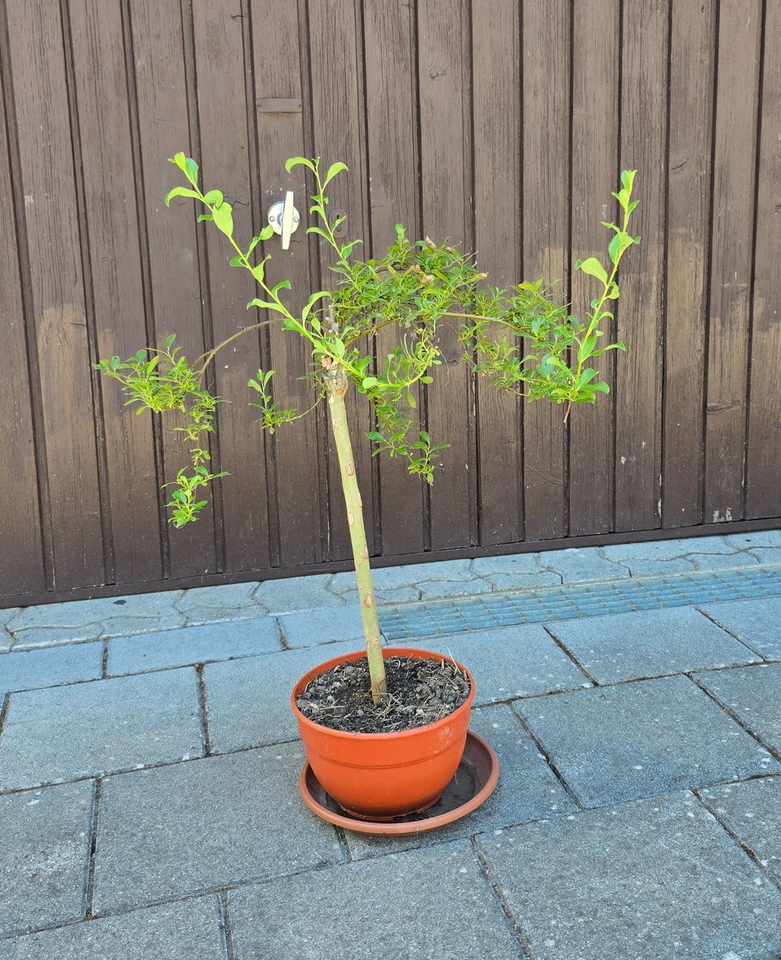 Piante & sementi: Zwerg-Weide (Salix arbuscula) – Usato da Aarburg venduto da popkorn65