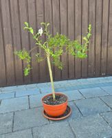 Zwerg-Weide (Salix arbuscula)