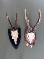 Antikes Jagdtrophäen-Set (2 Stk.) – Rehbock-Sechser von 1963