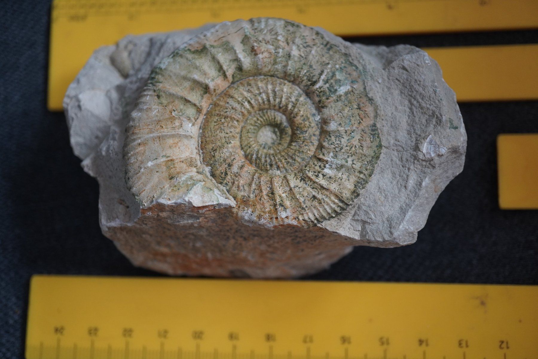 Fossili: Orthosphinctes polygyratus  Ammonit – Nuovo e nell'imballaggio originale da Eschenbach SG venduto da craniums 5