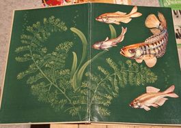 Hans Frey - Das Süsswasser-Aquarium - vintage