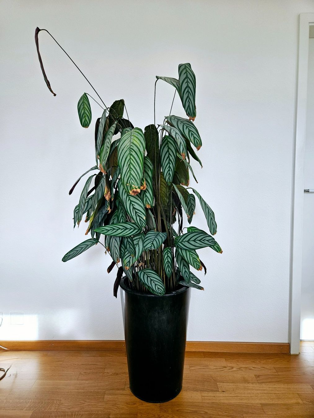 Piante & sementi: Calathea – Usato da Zürich venduto da carmine04