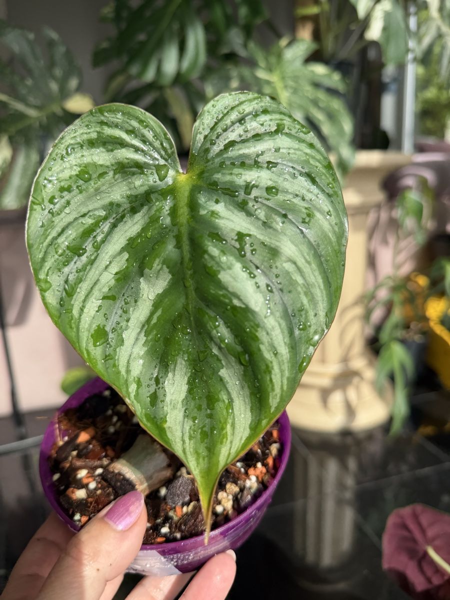 Piante & sementi: Philodendron Plowmanii Round Form – Nuovo (secondo la descrizione) da Buchrain venduto da Stetoscop