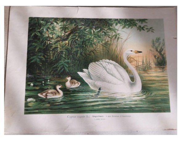 Posters & Illustrations: Schwan - ev. Bruno Geisler, Print – D'occasion à Koppigen par mic_v7ms