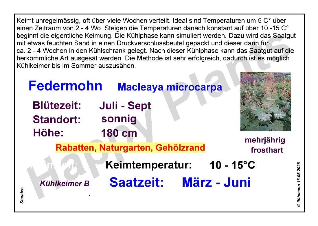 Piante & sementi: Federmohn - Macleaya microcarpa - 100 Samen – Nuovo e nell'imballaggio originale da Sumiswald venduto da Cham14559 2