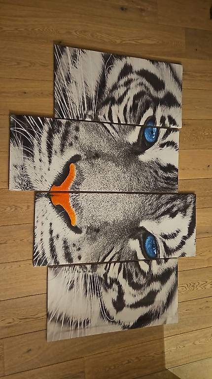Posters & Illustrations: Tiger Canvas Bild – D'occasion à Aesch par keepgoing10 1