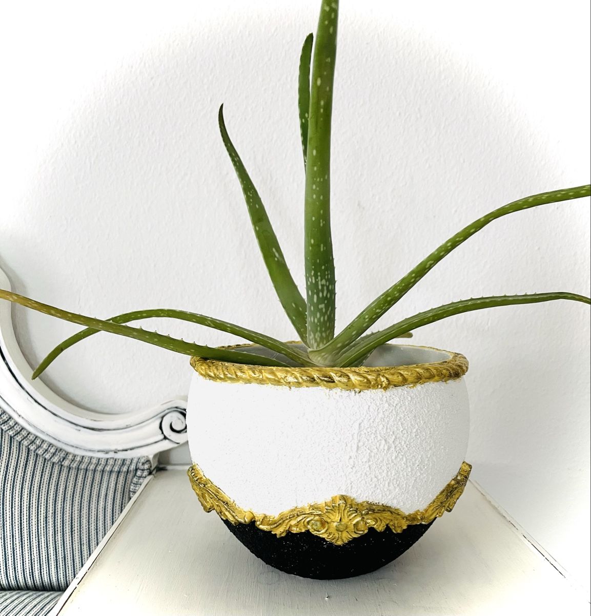 Piante & sementi: Aloe Vera BarbadensisPflanze im Topf – Usato da Schlieren venduto da yamay