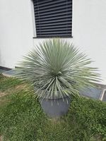 Blaue Palmlilie inkl. Vase in Anthrazit und Steinen