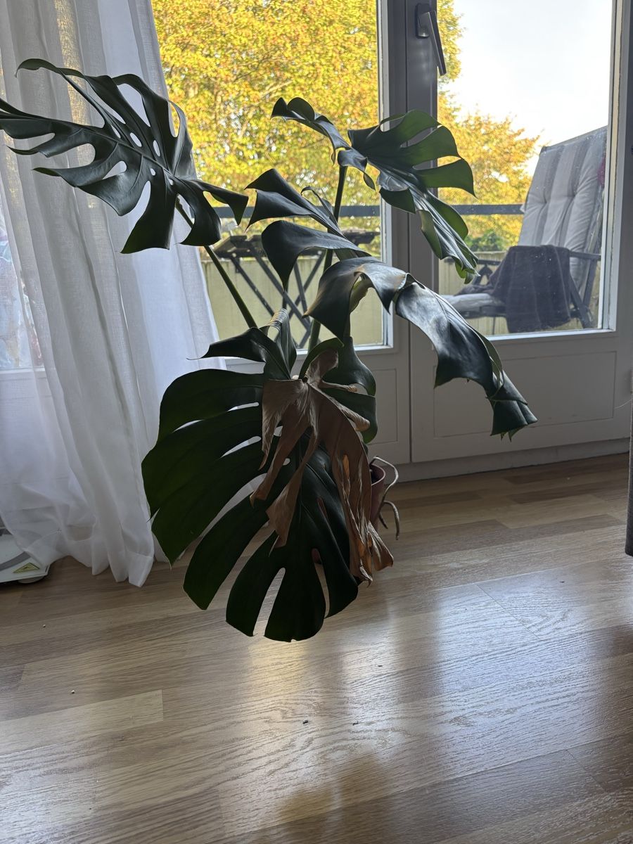 Piante & sementi: Monstera Zimmerpflanze – Usato da Zürich venduto da wie_p6fw 1